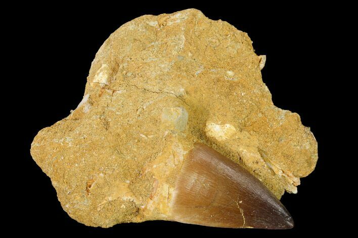 Mosasaur (Prognathodon) Tooth In Rock - Morocco #154888